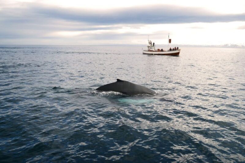 from-reykjavik-6-day-small-group-tour-of-iceland-summer