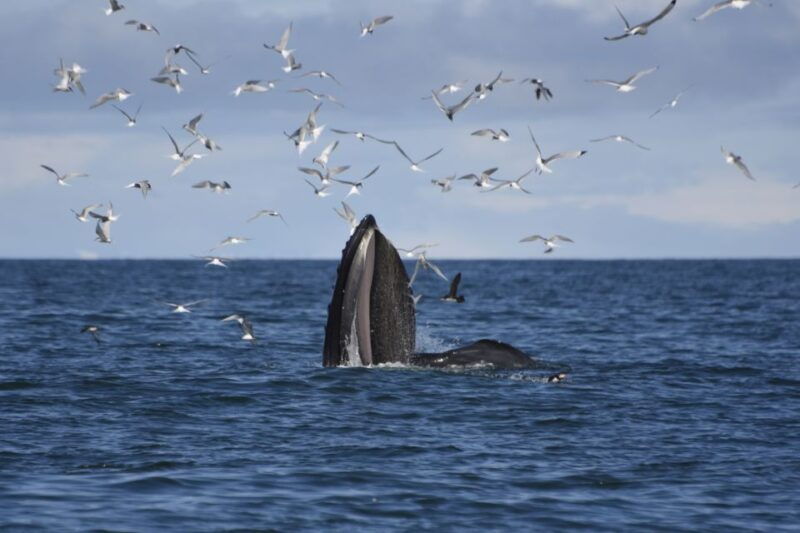 from-reykjavik-buggy-whale-watching-adventure