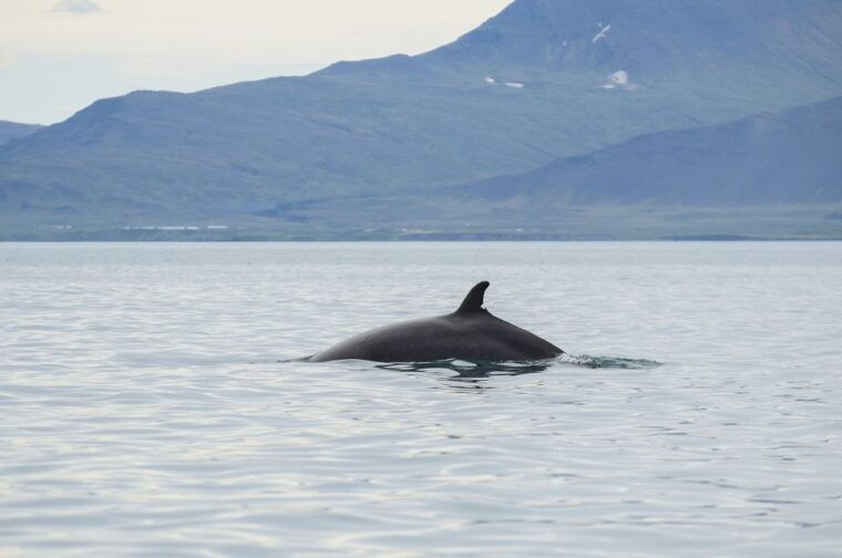 from-reykjavik-buggy-whale-watching-adventure