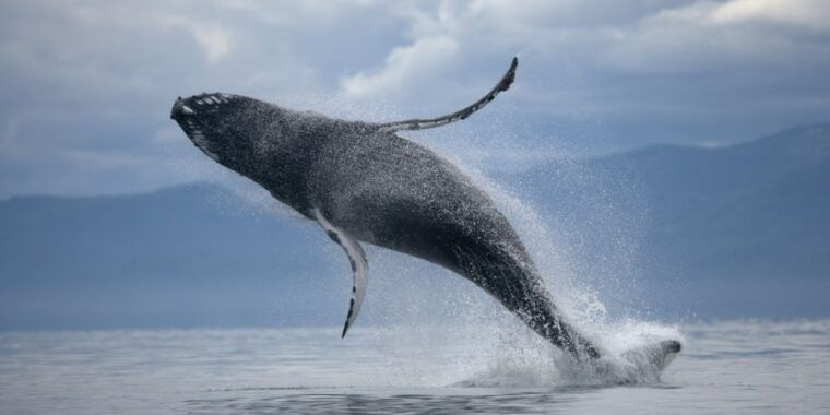 from-reykjavik-buggy-whale-watching-adventure