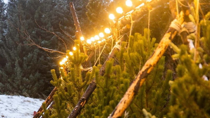 From Reykjavík: Christmas Market and Yule Lads Driving Tour - FAQ