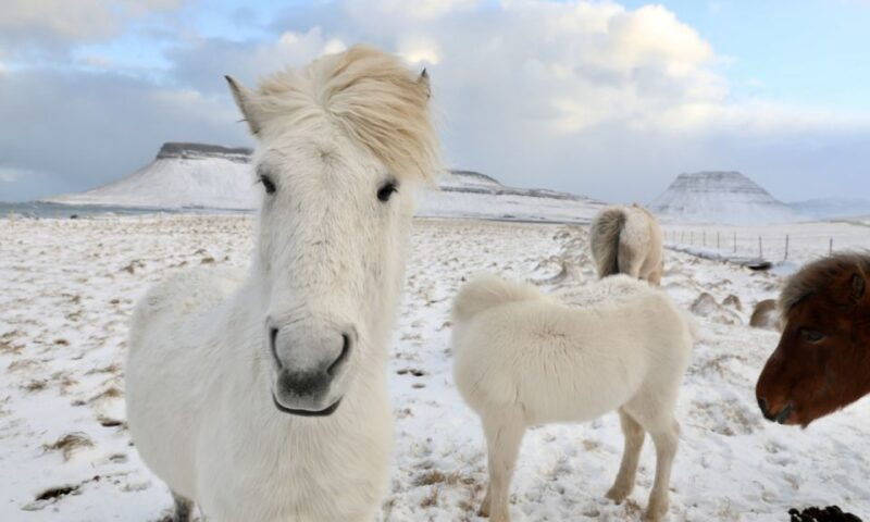 from-reykjavik-full-day-golden-circle-horse-riding-tour