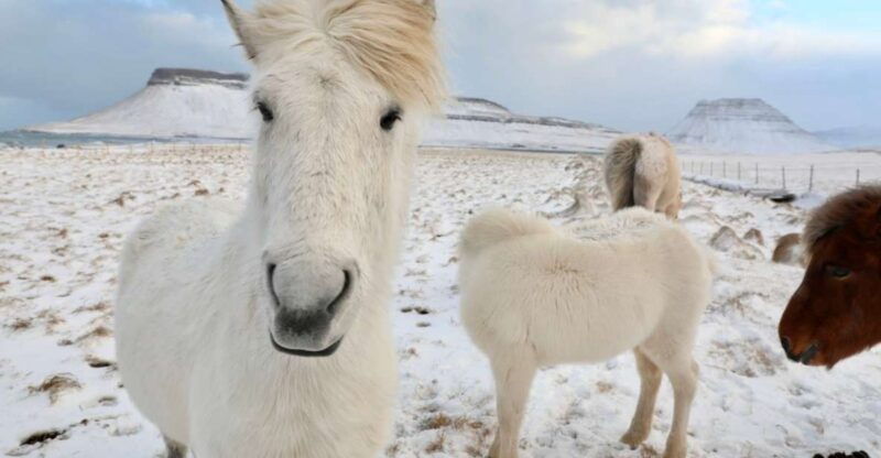 from-reykjavik-full-day-golden-circle-horse-riding-tour