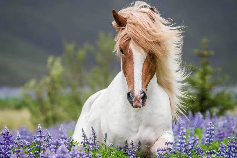 from-reykjavik-full-day-horse-riding-golden-circle-tour