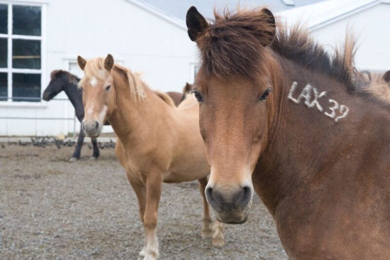 from-reykjavik-full-day-horse-riding-golden-circle-tour