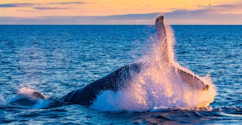 from-reykjavik-full-day-whale-watching-golden-circle-tour