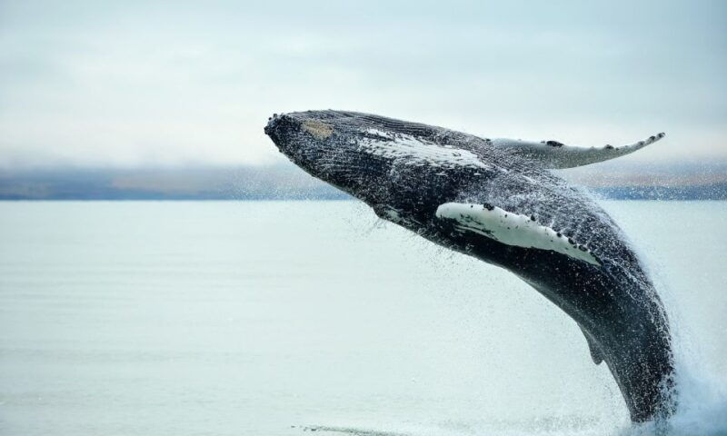 from-reykjavik-full-day-whale-watching-golden-circle-tour