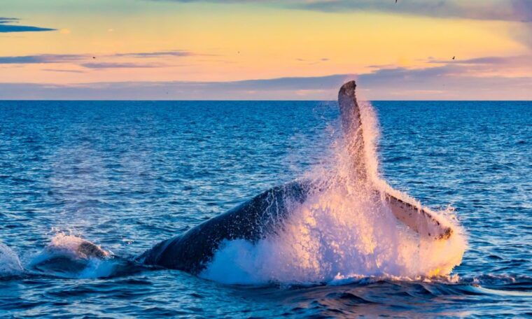 from-reykjavik-full-day-whale-watching-golden-circle-tour