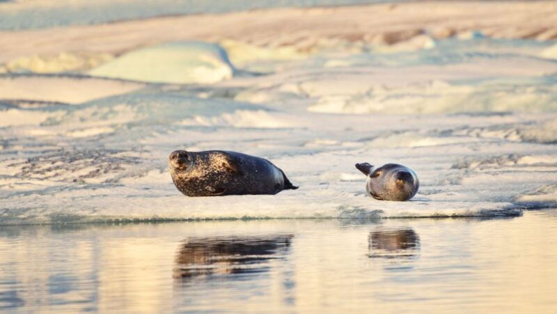 from-reykjavik-glacier-lagoon-and-northern-lights-tour