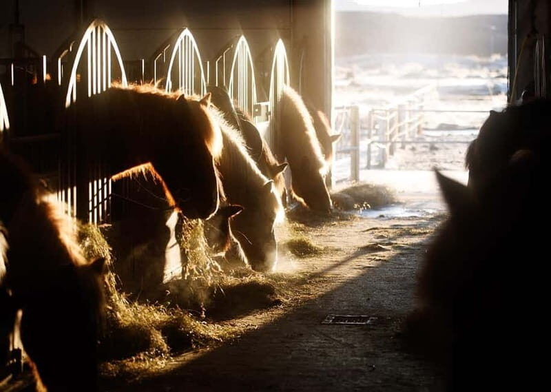 From Reykjavík: Icelandic Horse Riding Tour in Lava Fields - The Sum Up: Is This Tour Worth It?