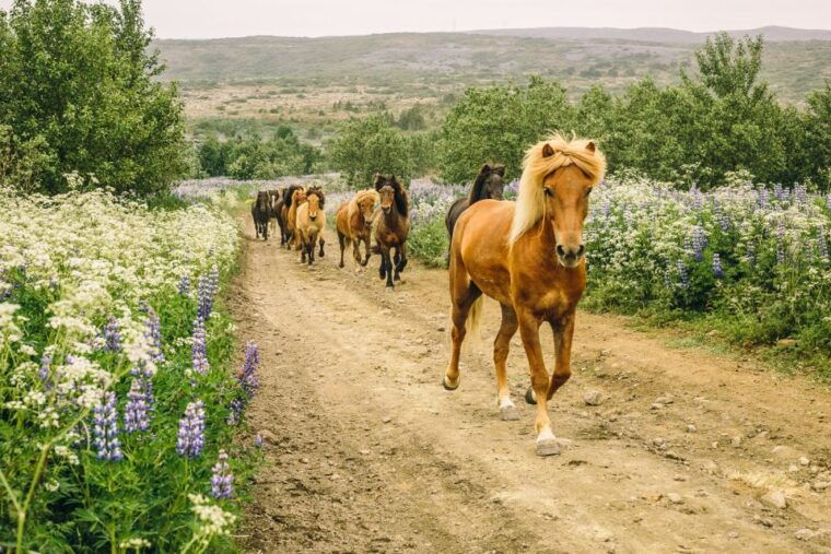 from-reykjavik-icelandic-horse-riding-tour-in-lava-fields