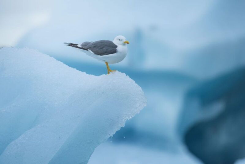 from-reykjavik-jokulsarlon-glacier-lagoon-and-diamond-beach