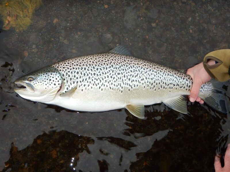 from-reykjavik-lake-and-river-fishing-tour