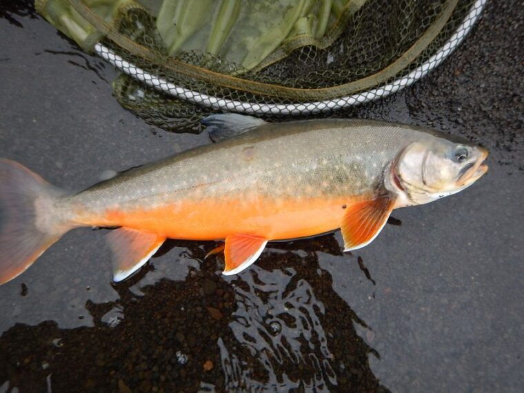from-reykjavik-lake-and-river-fishing-tour