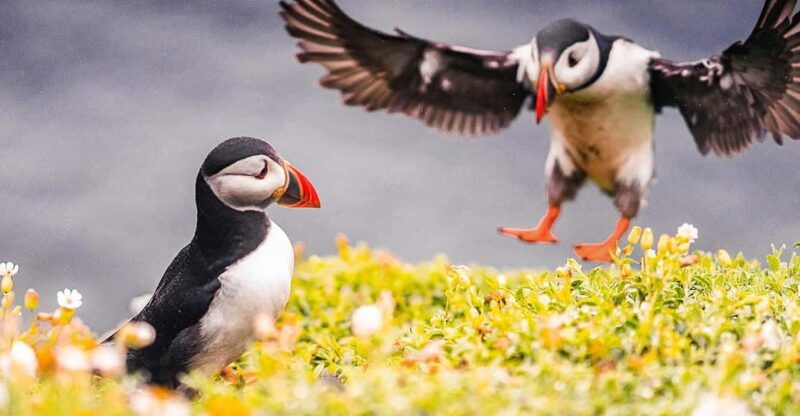 from-reykjavik-puffin-and-volcano-tour-in-westman-islands