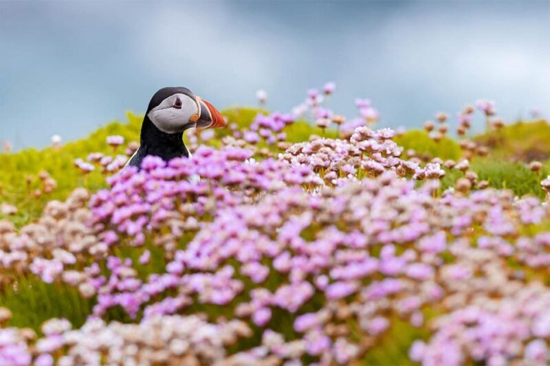 from-reykjavik-puffin-and-volcano-tour-in-westman-islands