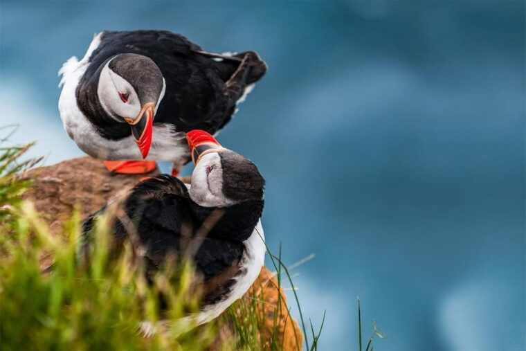 from-reykjavik-puffin-and-volcano-tour-in-westman-islands