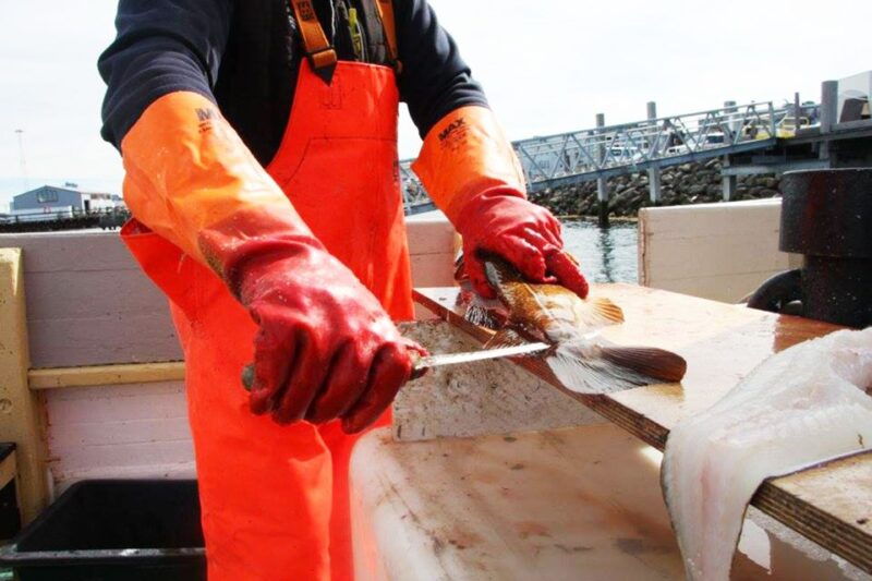 from-reykjavik-sea-fishing-gourmet-tour