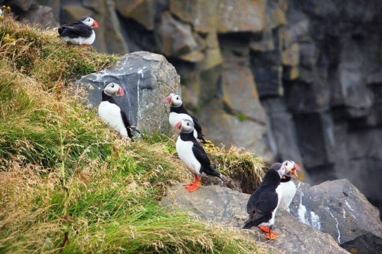 from-reykjavik-south-coast-small-group-tour-2