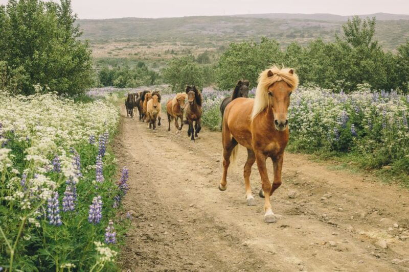 from-reykjavik-viking-horseback-tour-in-hafnarfjordur