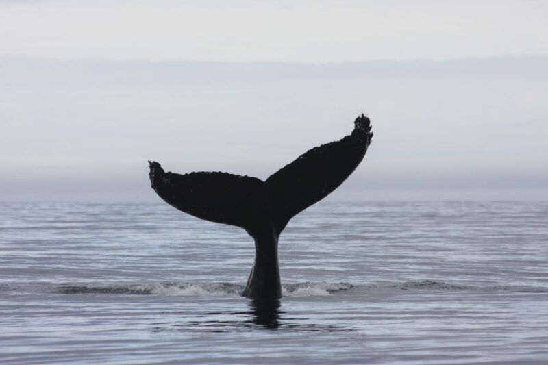 from-reykjavik-whale-and-puffin-watching-rib-boat-tour