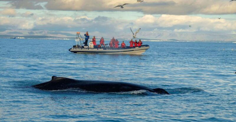 from-reykjavik-whale-and-puffin-watching-rib-boat-tour