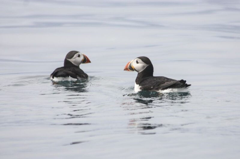 from-reykjavik-whale-and-puffin-watching-rib-boat-tour