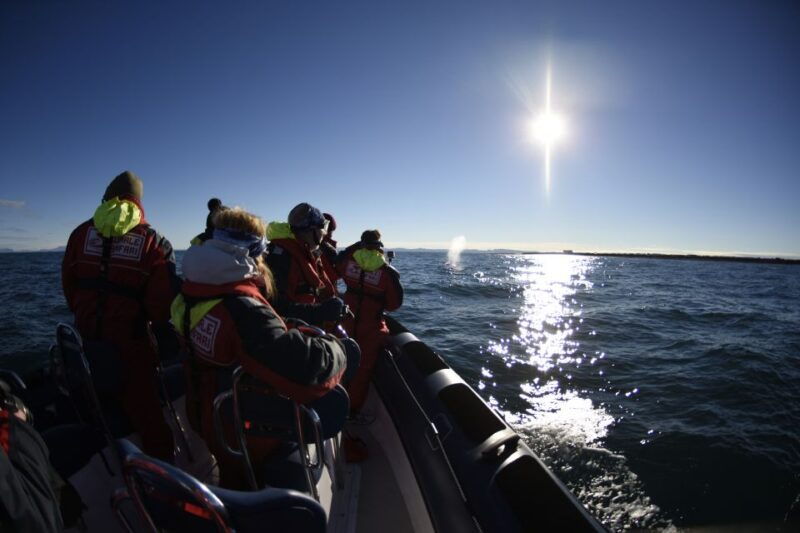 from-reykjavik-whale-and-puffin-watching-rib-boat-tour