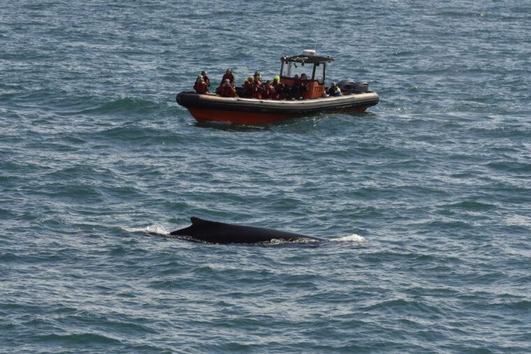 from-reykjavik-whale-and-puffin-watching-rib-boat-tour