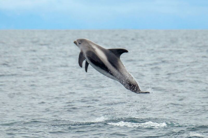 from-reykjavik-whale-watching-tour-by-speedboat