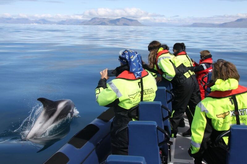 from-reykjavik-whale-watching-tour-by-speedboat