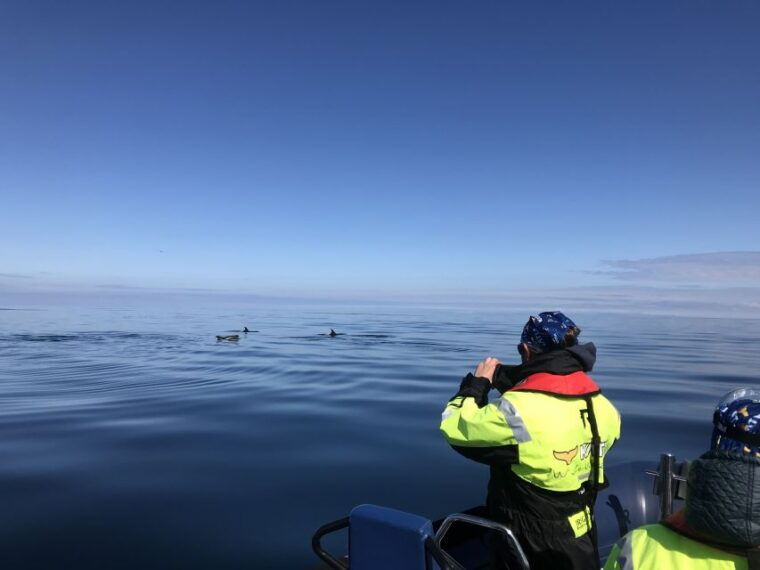 from-reykjavik-whale-watching-tour-by-speedboat