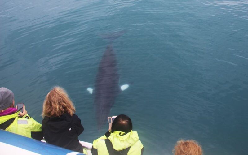 from-reykjavik-whales-and-northern-lights-boat-tour