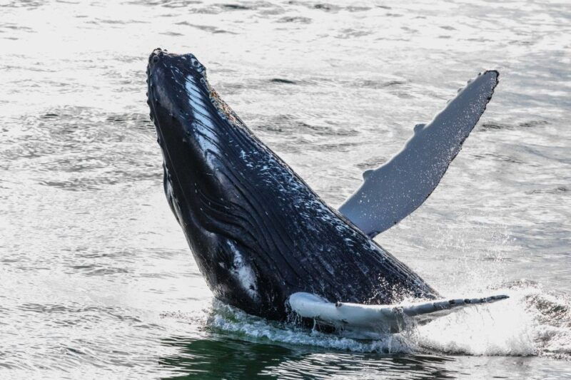 from-reykjavik-whales-and-northern-lights-boat-tour