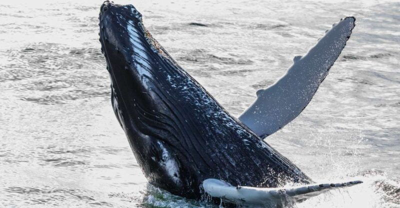 from-reykjavik-whales-and-northern-lights-boat-tour