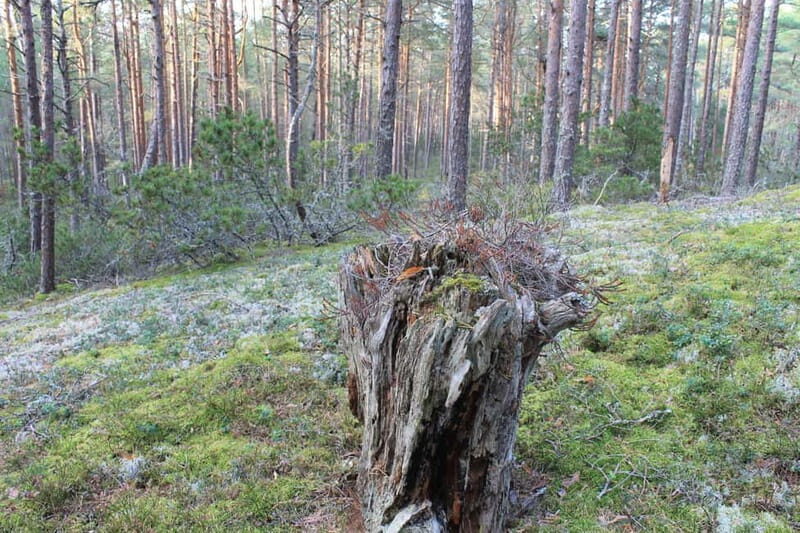 From Riga: Budget Day Trip to Kolka in Zen style! - Relaxation and Wellness Activities