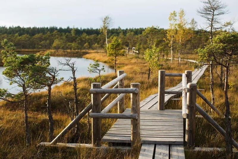 From Riga: Kemeri National Park and Kuldiga Tour - The Kemeri National Park experience