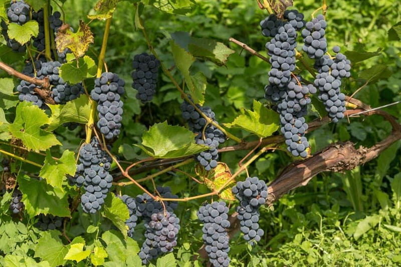From Riga: Kuldiga UNESCO, Waterfall & Wine Day Trip - A Sip of Latvia: Sabile Wine Tasting