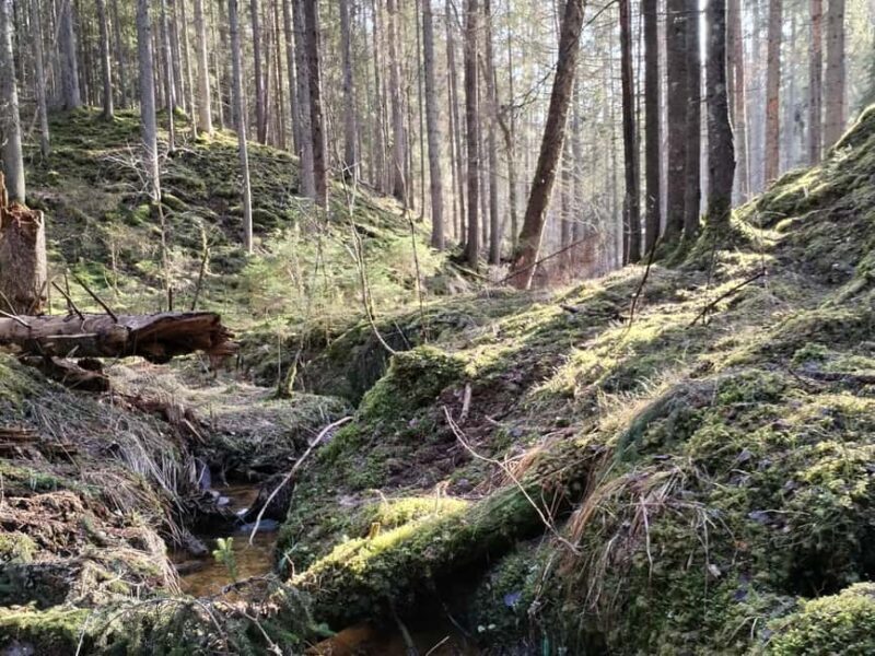 From Riga: Ligatne Village and Gauja River National Park - The Value of $153