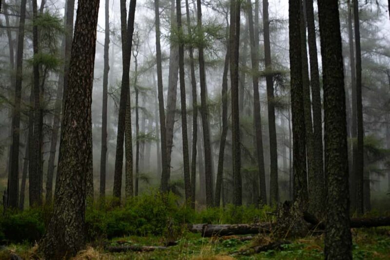 From Rishikesh: Day trek to Shivas Abode in Mystic Himalaya - The Experience: How the Day Unfolds