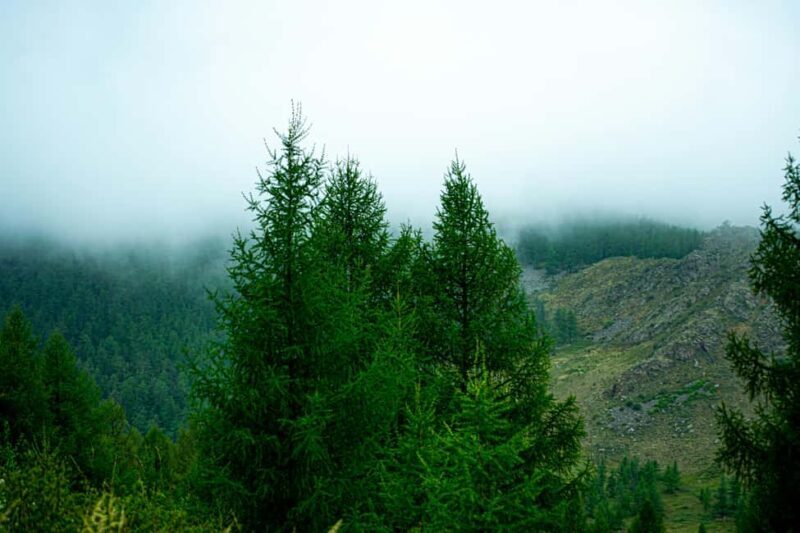 From Rishikesh: Day trek to Shivas Abode in Mystic Himalaya - Practical Details & Tips