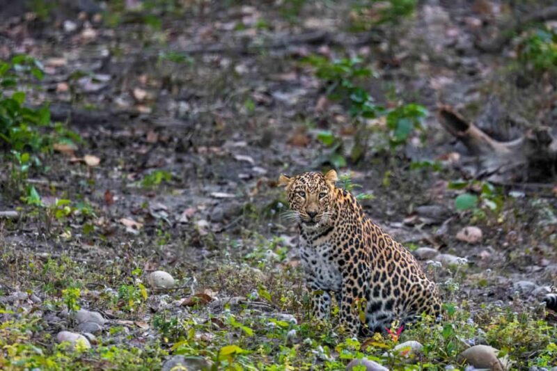 From Rishikesh: Rajaji National Park Half-Day Tour - An Honest Look at the Rishikesh: Rajaji National Park Half-Day Tour