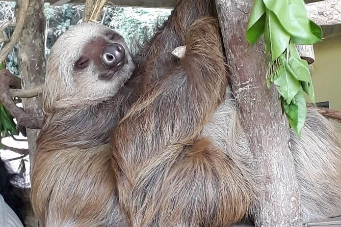 from-riu-playa-blanca-private-panama-canal-sloth-center-tour