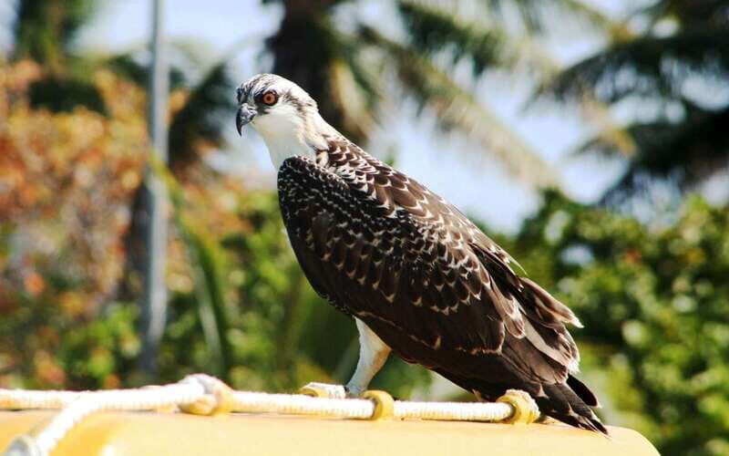 From Riviera Maya: Day Tour to Contoy and Isla Mujeres - Practical Details & Inclusions