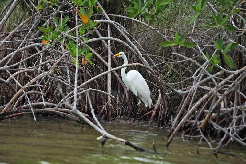 From Riviera Maya: Sian Ka'an Half Day Tour w/ Lunch - Price and Value