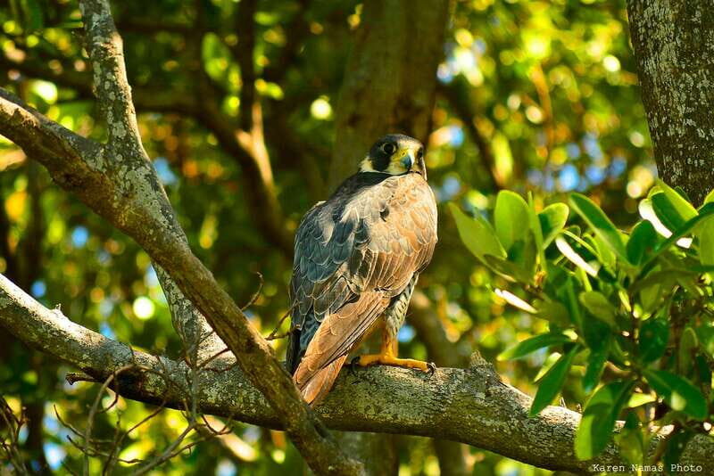 From Riviera Maya : Sian Ka'an Muyil Birdwatching with Guide - Key Points