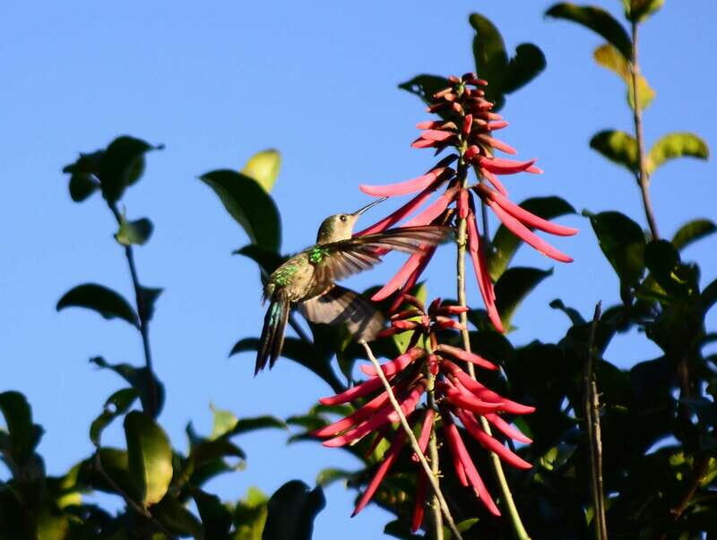 From Riviera Maya : Sian Ka'an Muyil Birdwatching with Guide - Final Thoughts: Is This the Right Tour for You?