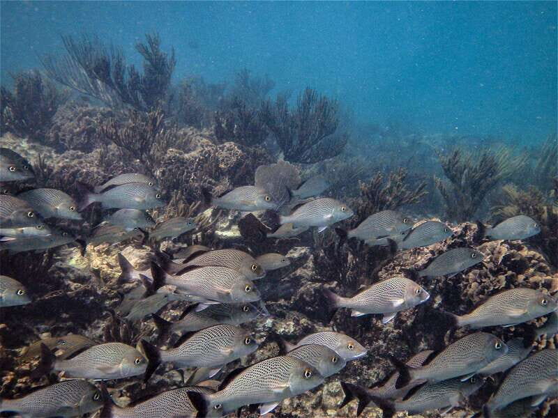 From Riviera Maya: Snorkeling & Private Cenote Half-Day Tour - FAQs