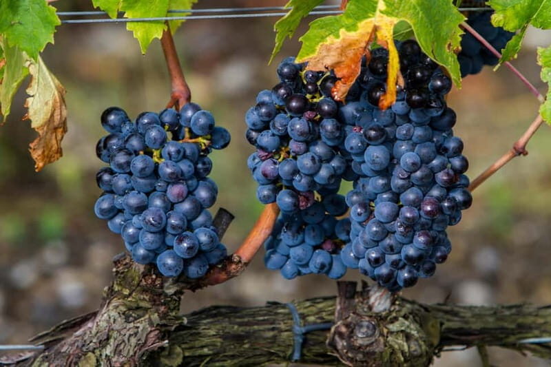 From Roma: Montepulciano and Montalcino, on the Wine Routes - Key Points