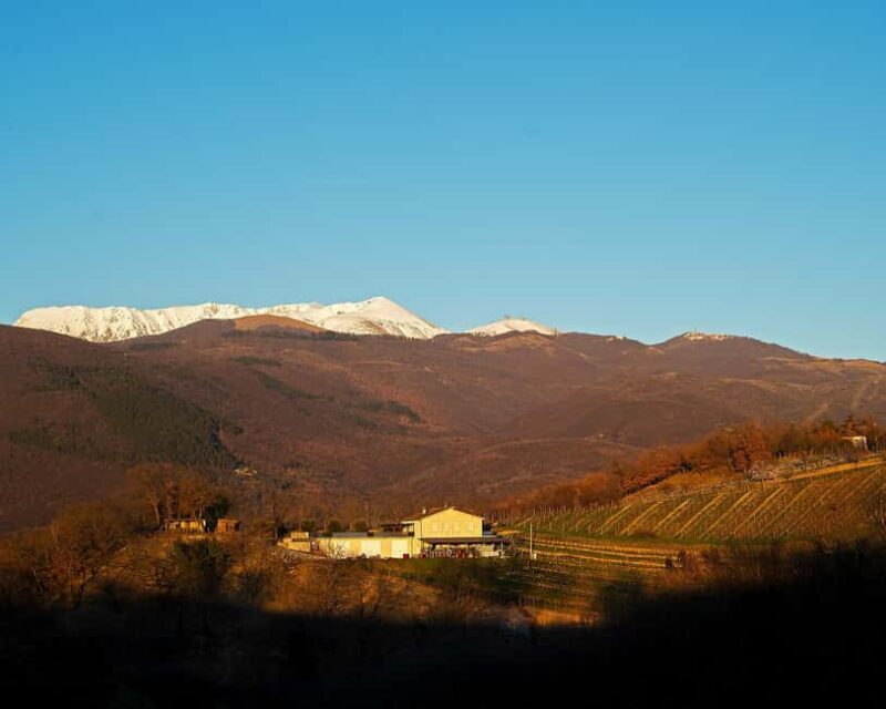 From Rome: Cantina Le Macchie Winery Tour and Tasting - Value and Practical Details